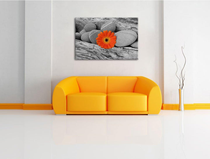 kleine Gerbera zwischen Zen Steinen schwarz/weiss Format: 100x70 auf Leinwand, XXL riesige Bilder fe