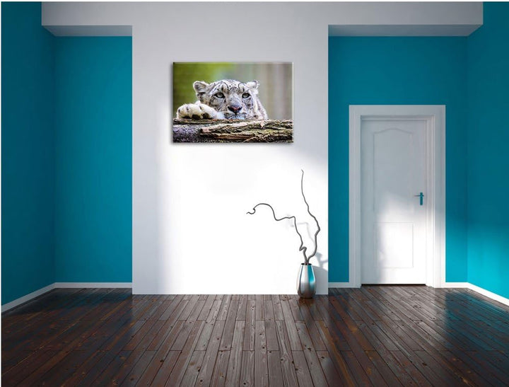 Schöner Leopard, Bild auf Leinwand, XXL riesige Bilder fertig gerahmt mit Keilrahmen, Kunstdruck auf