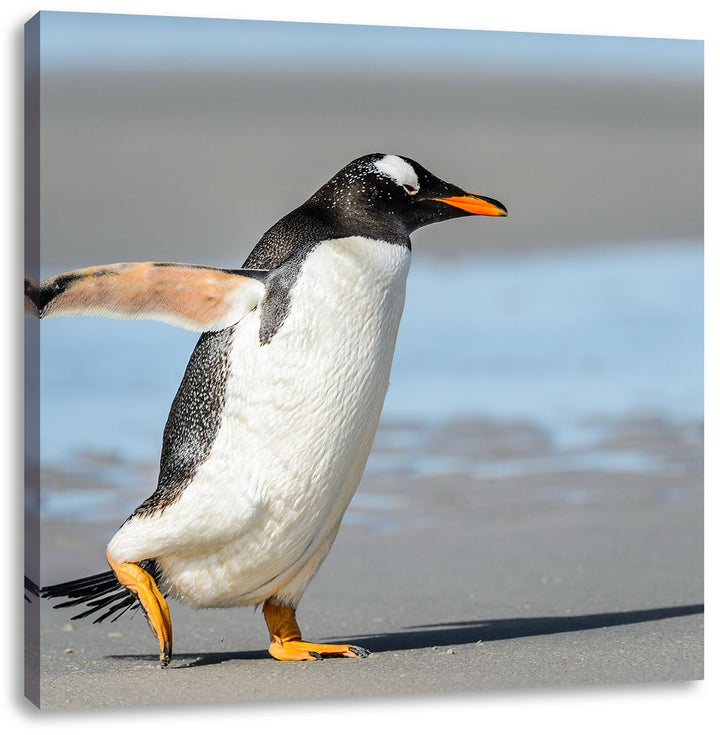Pinguin am Strand, Format: 70x70 auf Leinwand, XXL riesige Bilder fertig gerahmt mit Keilrahmen, Kun
