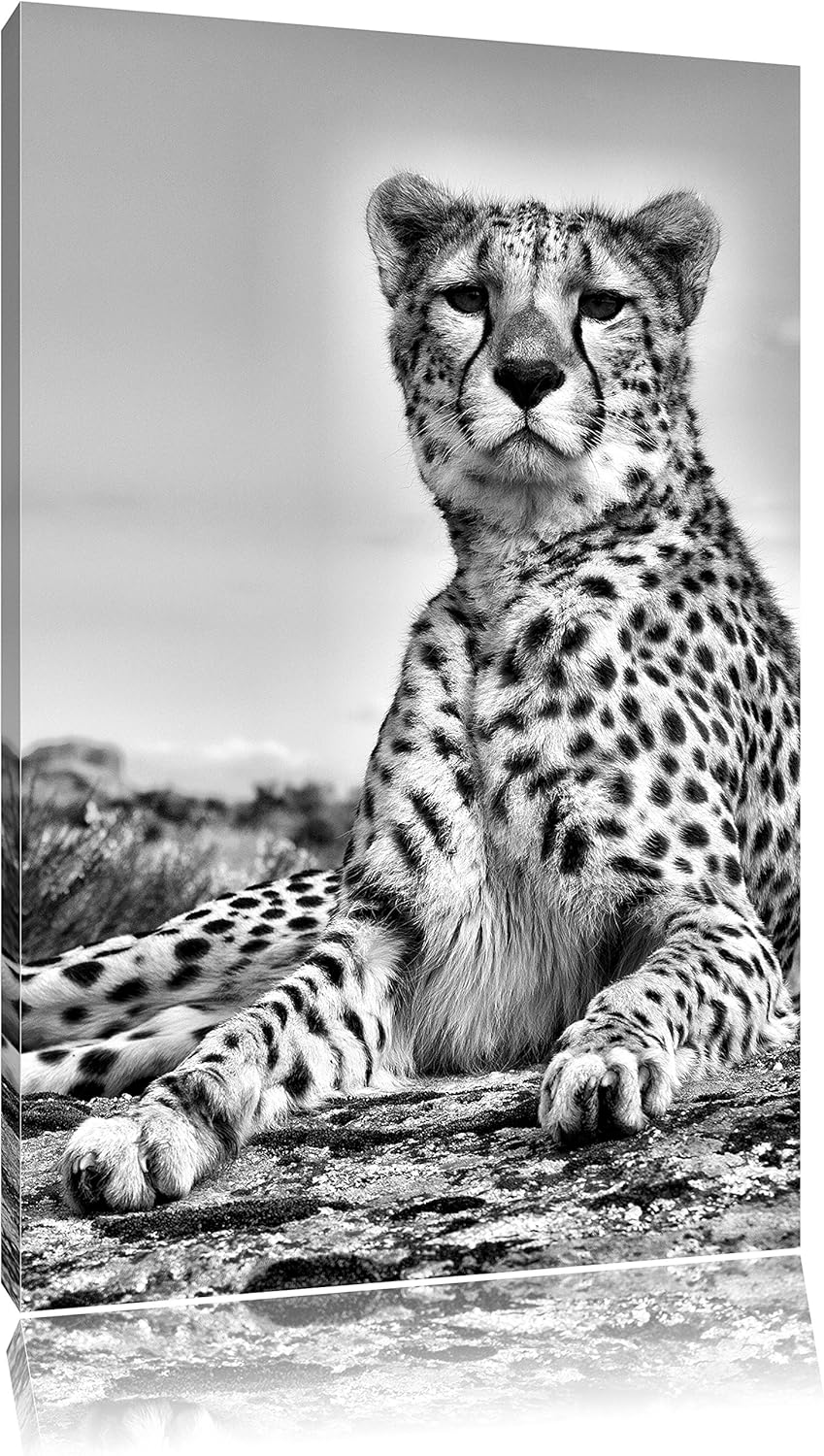 Pixxprint Gepard in Savanne als Leinwandbild | Grösse: 100x70 | Wandbild| Kunstdruck | fertig bespan