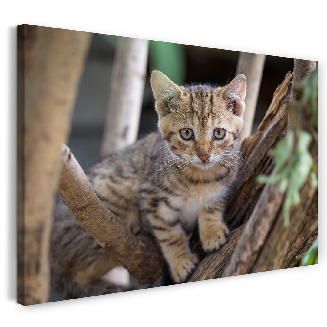 Printed Paintings Leinwand (100x70cm): Katzenbaby draussen auf Baum Katzenbilder 100x70 cm, 100x70 c