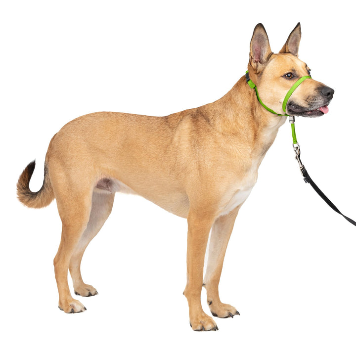 PetSafe Sanfter Führer Halsband mit Trainings-DVD apfelgrün Medium 25-60 Lb., apfelgrün Medium 25-60