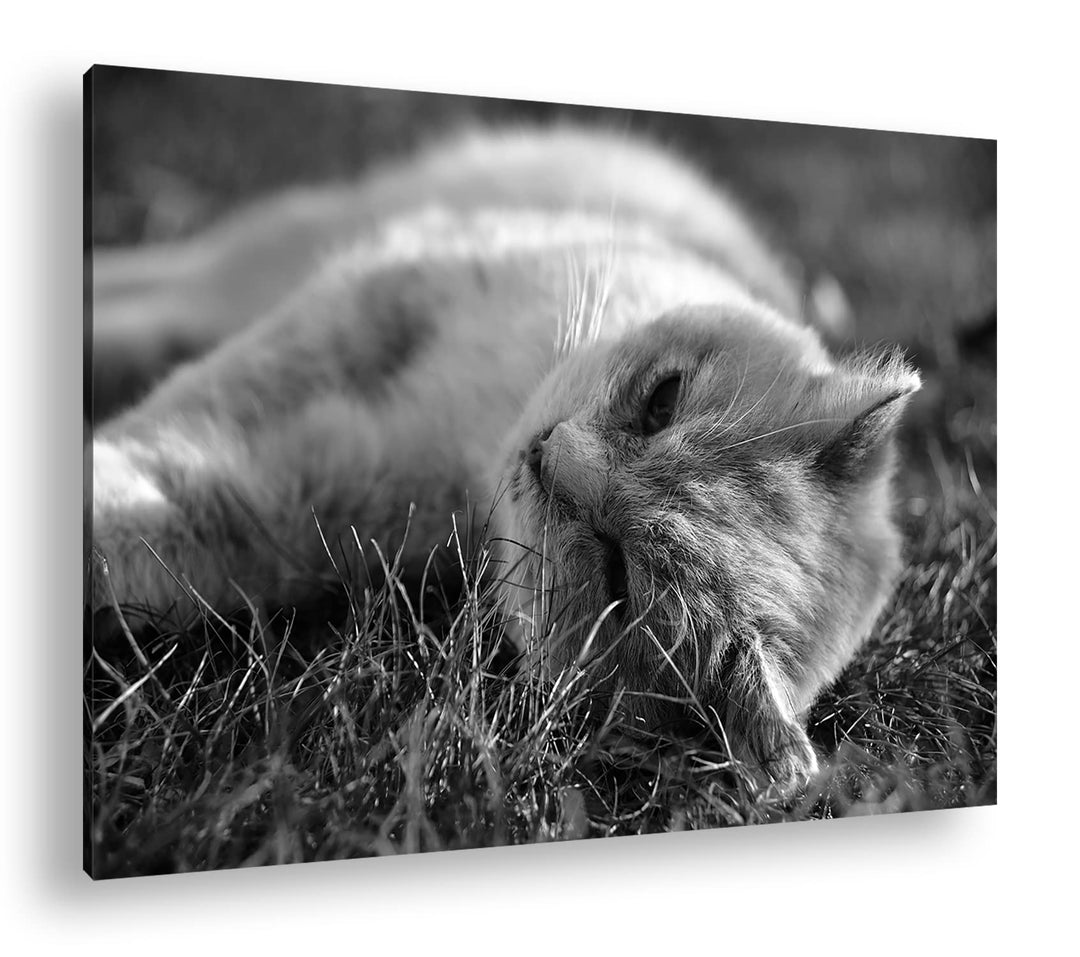 deyoli kleine Katze beim Entspannen Format: 80x60 als Leinwand, Effekt: Schwarz&amp;Weiss, Motiv fertig