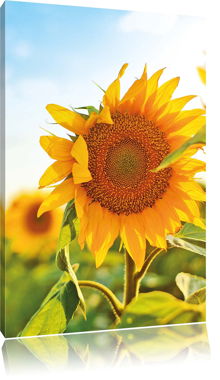 Pixxprint Sonnenblumenfeld SonnenblumeSonne als Leinwandbild/Grösse: 100x70 / Wandbild/Kunstdruck/fe
