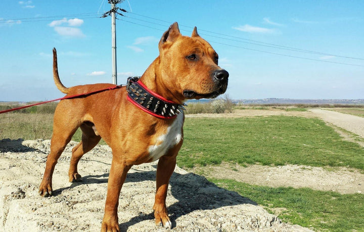 Bestia "Danger Echtleder Hundehalsband mit Schraubspitzen und Leder Innenpolsterung. 6,5 cm breit L-