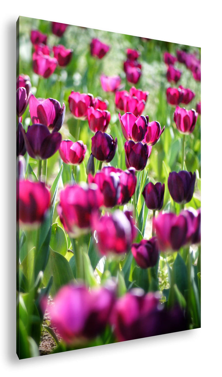 deyoli violette Tulpen Format: 80x60 als Leinwand, Motiv fertig gerahmt auf Echtholzrahmen, Hochwert