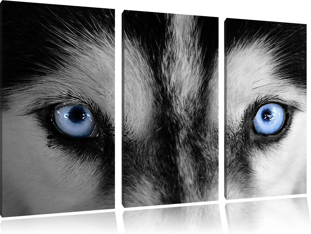 Pixxprint Eisblaue Huskyaugen als Leinwandbild/Grösse: 3 Teilig (120x80 cm) cm/Wandbild/Kunstdruck/f