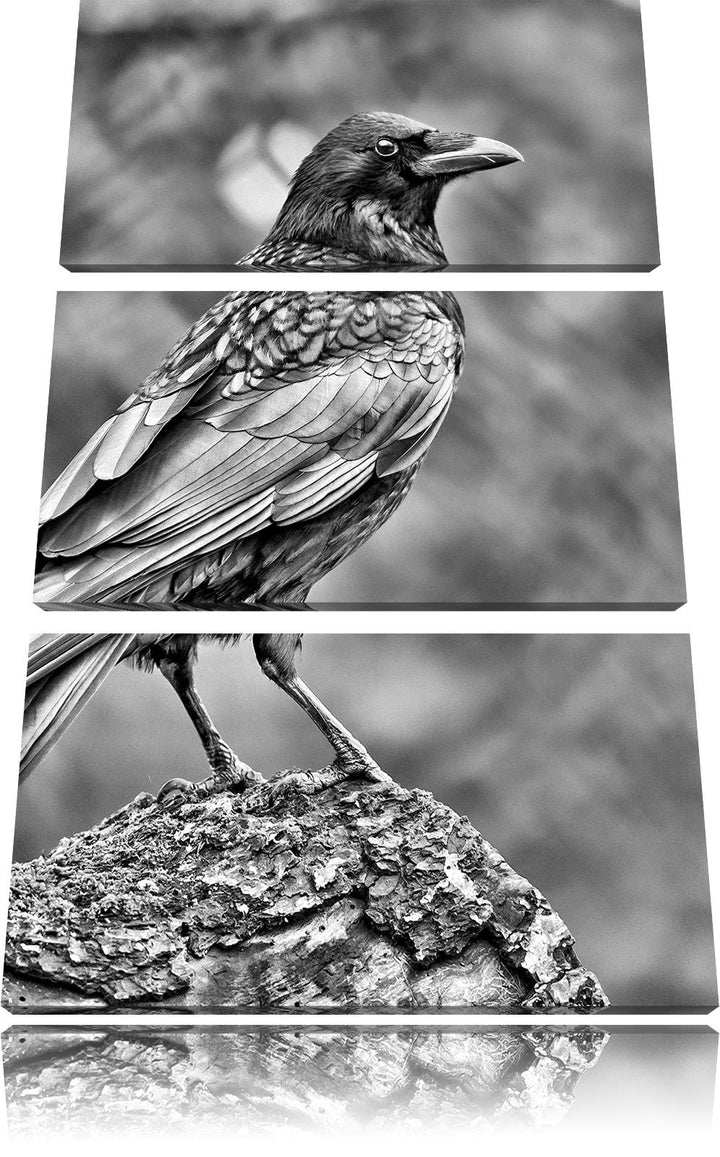 Pixxprint Krähe auf Baumstamm als Leinwandbild/Grösse: 3 Teilig (120x80 cm) cm/Wandbild/Kunstdruck/f