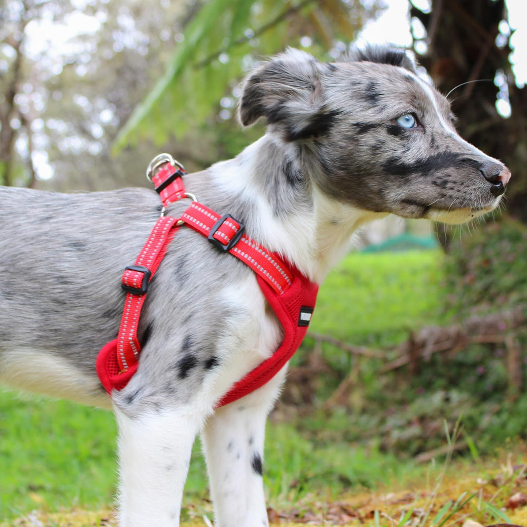 Voyager Verstellbares Hundegeschirr mit Reflektorstreifen by Best Pet Supplies - Strapazierfähige Ga