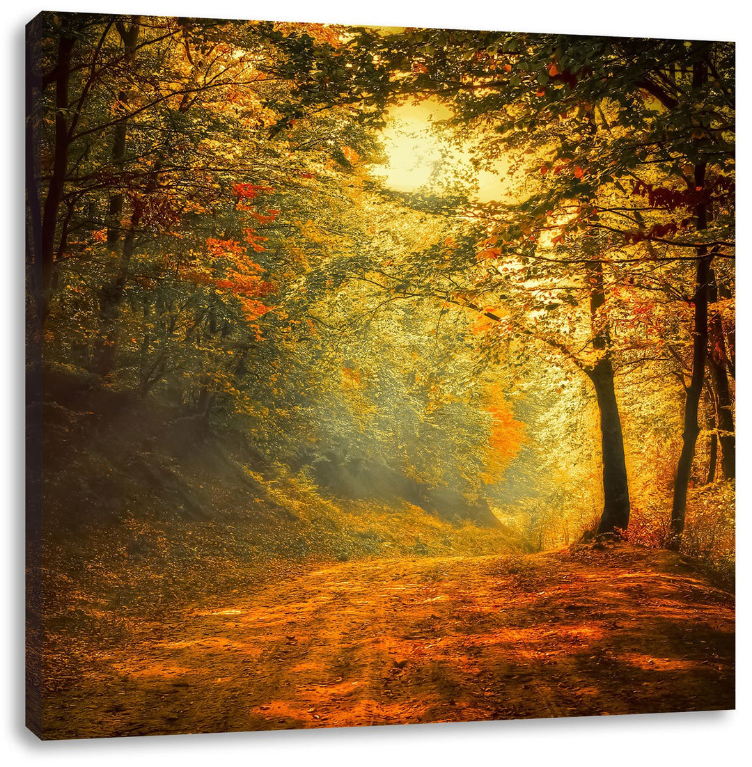 Pixxprint Wald, Format: 70x70 auf Leinwand, XXL riesige Bilder fertig gerahmt mit Keilrahmen, Kunstd