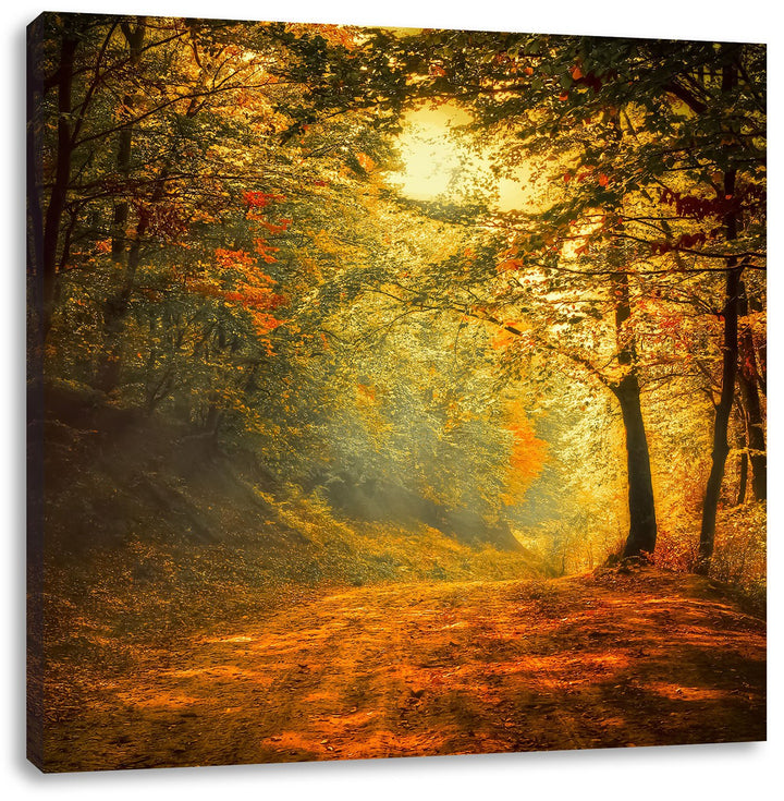 Pixxprint Wald, Format: 70x70 auf Leinwand, XXL riesige Bilder fertig gerahmt mit Keilrahmen, Kunstd