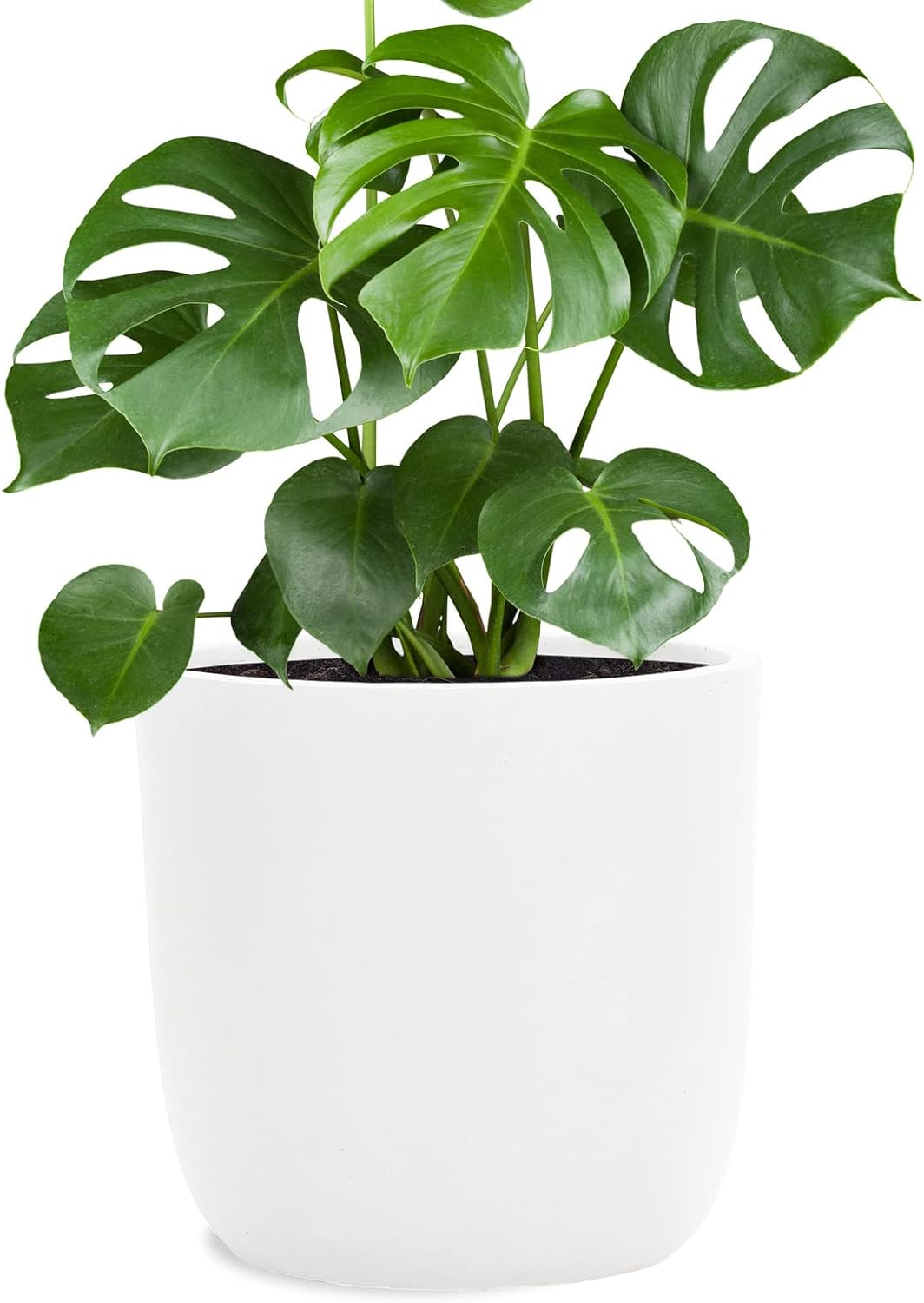 Pflanzwerk® Pflanzkübel Fiberglas Weiss Cup Ø27x26cm *Frostbeständige Blumenkübel* *Deutsche Premium