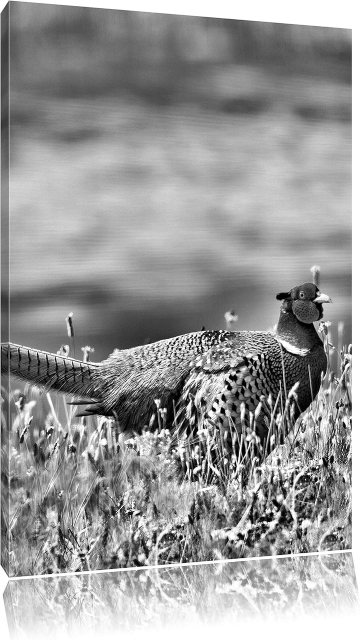 Pixxprint Fasan auf Frühlingswiese / 100x70cm Leinwandbild bespannt auf Holzrahmen/Wandbild Kunstdru