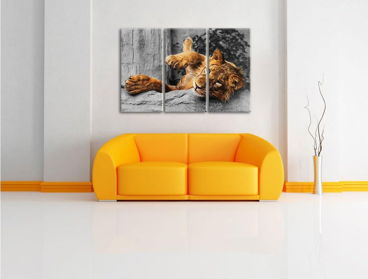 Pixxprint verspielter Kleiner Löwe als Leinwandbild | Grösse: 3 Teilig (120x80) | Wandbild| Kunstdru