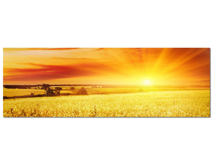 Paul Sinus Art Panoramabild auf Leinwand und Keilrahmen 120x40cm Kornfeld Sonnenuntergang Landschaft