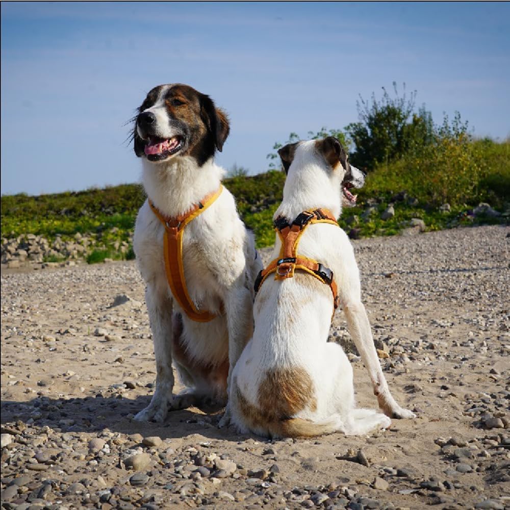 Anny-X Brustgeschirr Open Fun | Hundegeschirr für Sensible Hunde | Farbe Goldglöckchen | Gr. XXS (Br