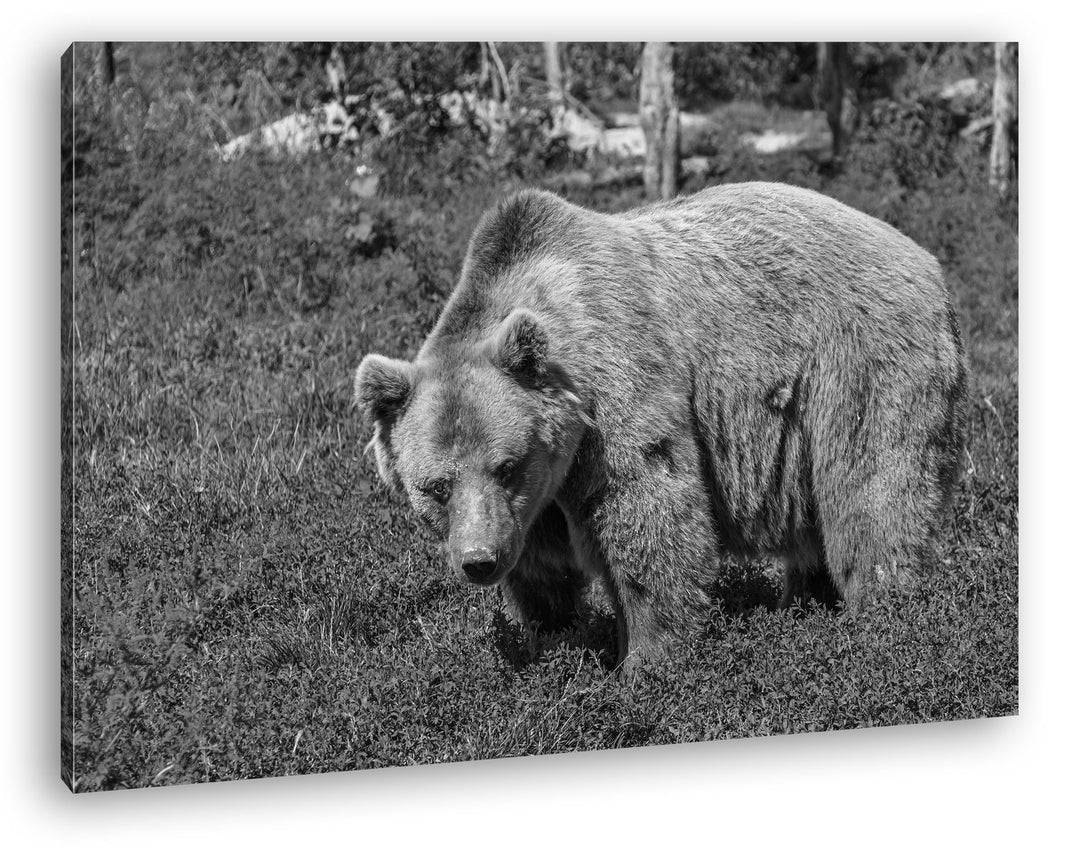 grosser Braunbär in der Natur Effekt: Schwarz/Weiss im Format: 80x60 als Leinwandbild, Motiv fertig