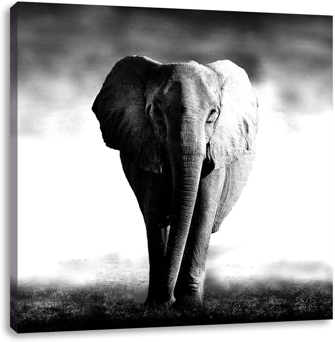 Pixxprint Elefant im Alleingang als Leinwandbild/Grösse: 70x70 cm/Wandbild/Kunstdruck/fertig bespann