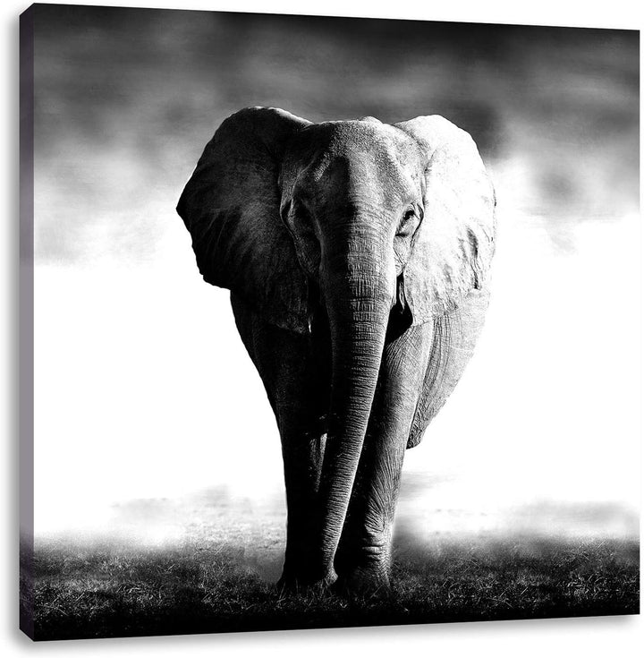 Pixxprint Elefant im Alleingang als Leinwandbild/Grösse: 70x70 cm/Wandbild/Kunstdruck/fertig bespann