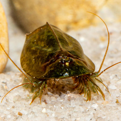 Triops cancriformis simplex Starterset: Urzeitkrebse Eier, 2,5 l Aquarium, Zubehör, Futter und Anlei
