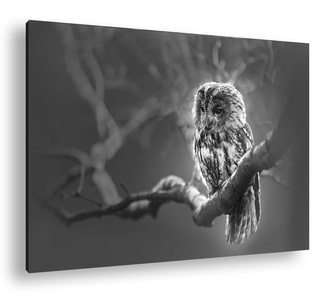 deyoli Lauernde Eule Format:75x50 cm Effekt: Schwarz/Weiss als Leinwandbild, Motiv fertig gerahmt au