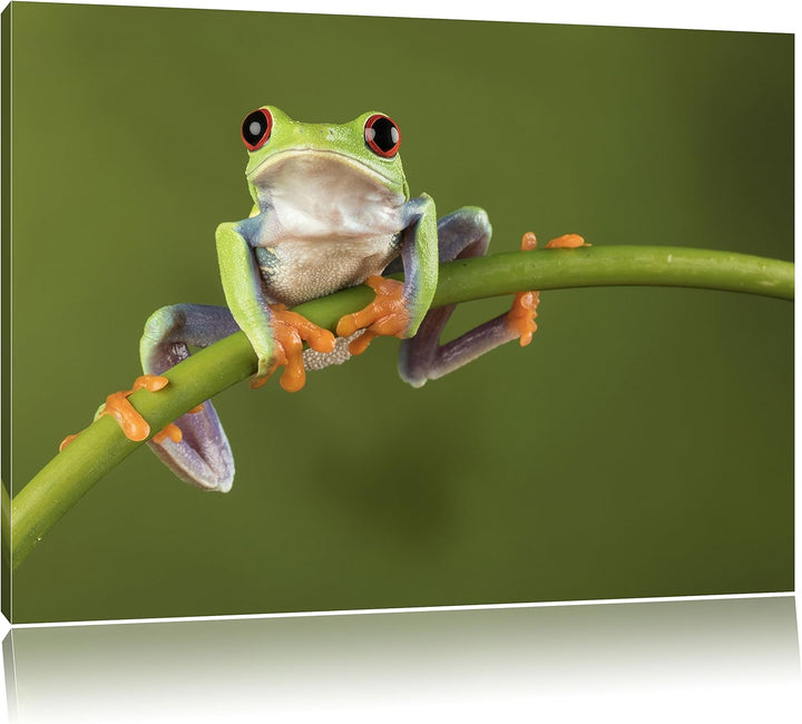 Baum-Frosch auf Bambus, Format: 100x70 auf Leinwand, XXL riesige Bilder fertig gerahmt mit Keilrahme