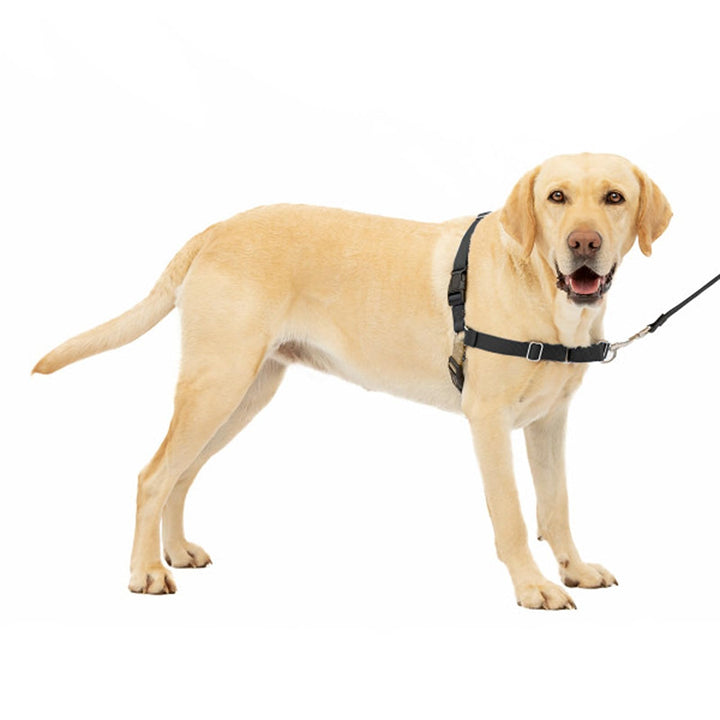 PetSafe Easy Walk-Geschirr, Anti-Zieh-Hundegeschirr, Verringert Würgen und Husten, Mit 1,8 M Leine,