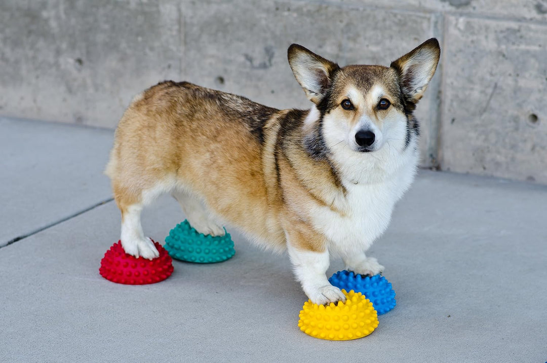 FitPAWS Dog Copenhagen Paw Pods mit Antirutsch für Hunde