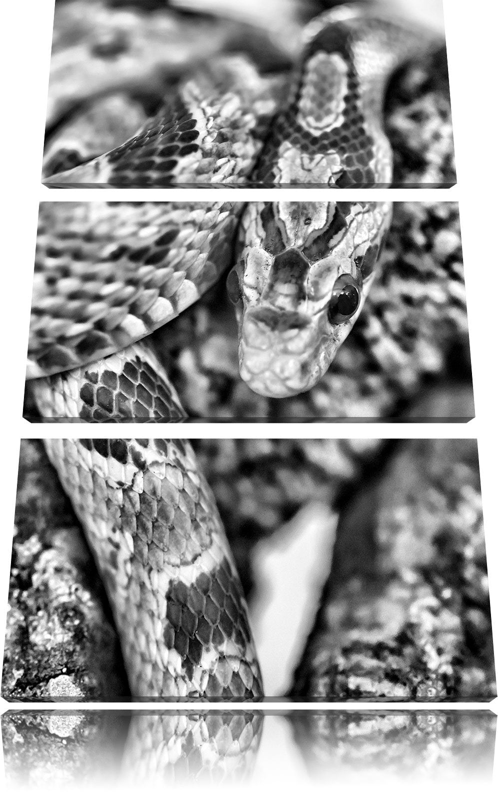 Pixxprint ruhende Kornnatter als Leinwandbild/Grösse: 3 Teilig (120x80) cm/Wandbild/Kunstdruck/ferti