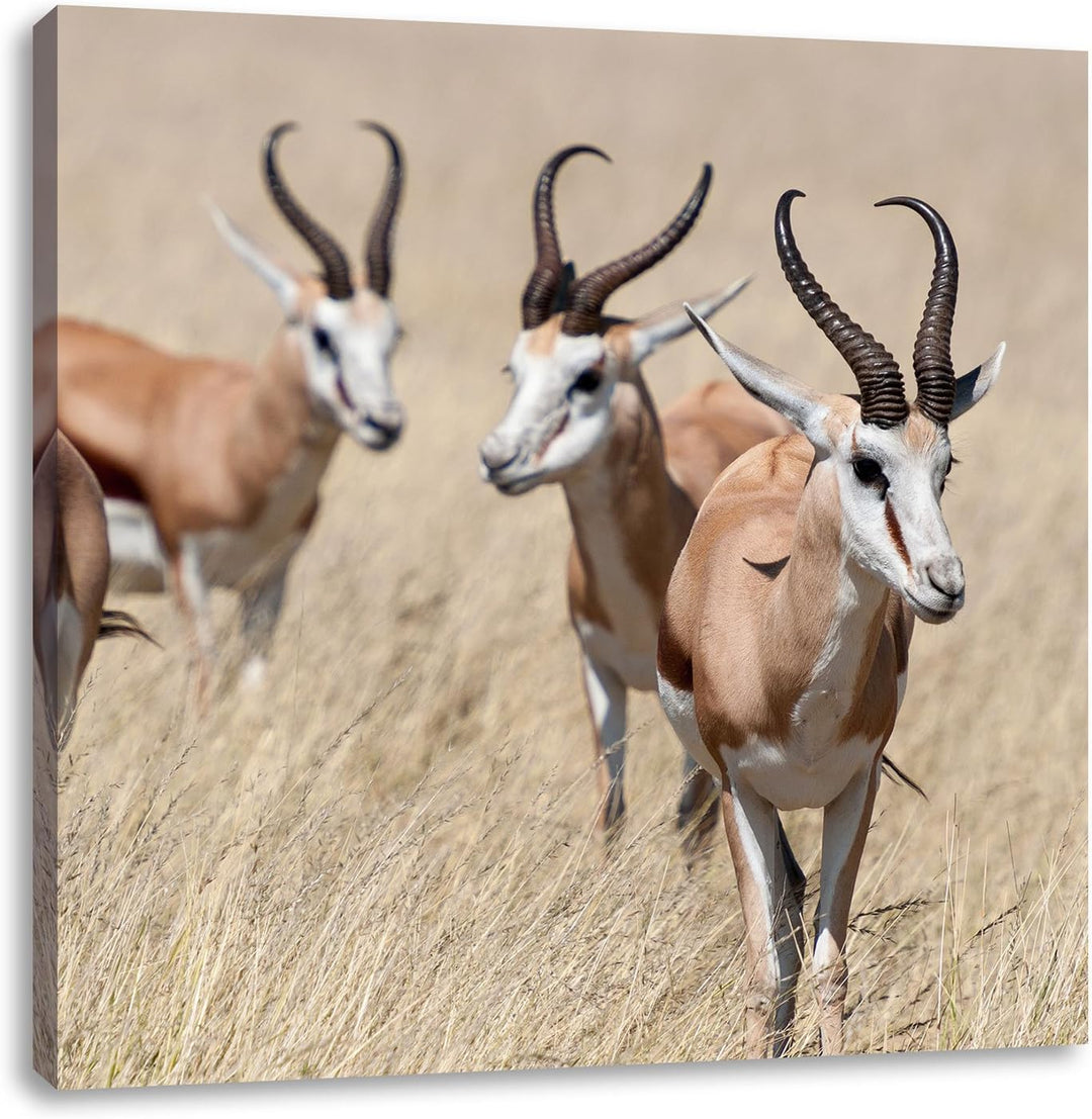 Pixxprint Tiere in Savanne Rehe Afrika, Format: 70x70 auf Leinwand, 70x70