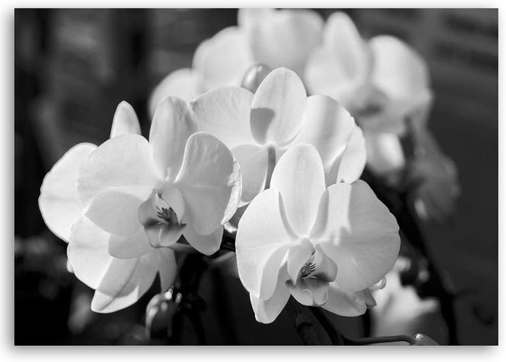 Feeby Wanddeko Orchideen Leinwandbild Kunstdruck schwarz-weiss 90x60 cm Leinwandbild 90x60 cm schwar