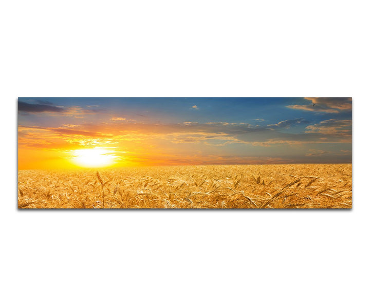 Paul Sinus Art Panoramabild auf Leinwand und Keilrahmen 120x40cm Kornfeld Herbst Sonnenuntergang