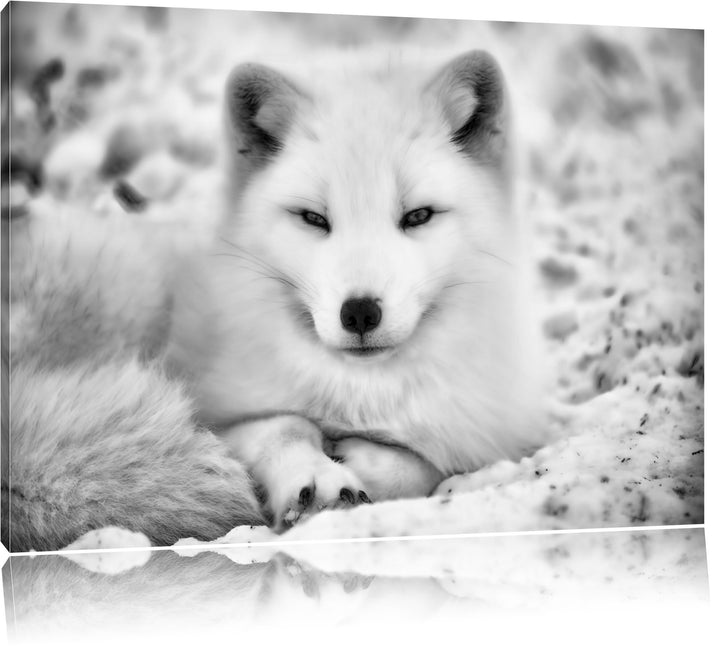 Monocrome, Weisser Fuchs, Format: 100x70 auf Leinwand, XXL riesige Bilder fertig gerahmt mit Keilrah