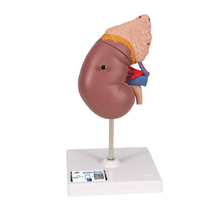 3B Scientific Menschliche Anatomie - Nierenmodell mit Nebenniere + kostenlose Anatomie App - 3B Smar
