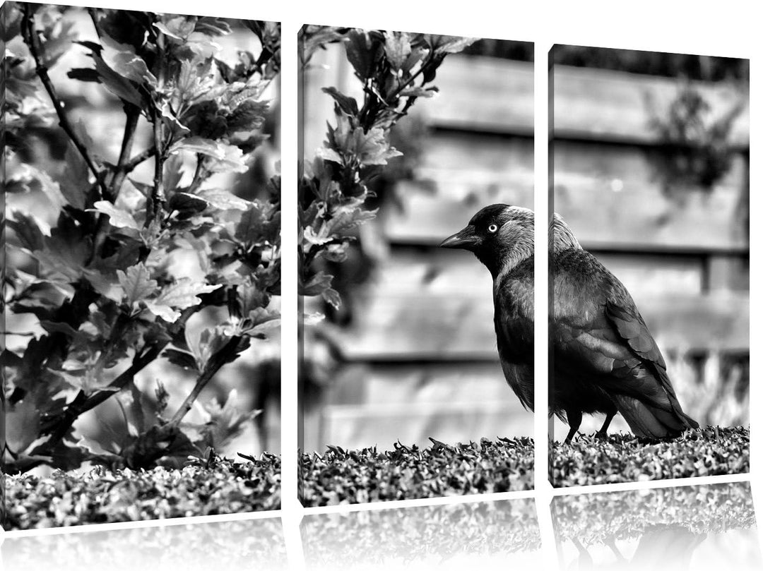 Pixxprint Vogel auf Gartenwiese als Leinwandbild/Grösse: 3 Teilig (120x80) cm/Wandbild/Kunstdruck/fe