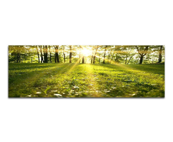 Paul Sinus Art Panoramabild auf Leinwand und Keilrahmen 150x50cm Wald Wiese Frühling Sonnenstrahlen