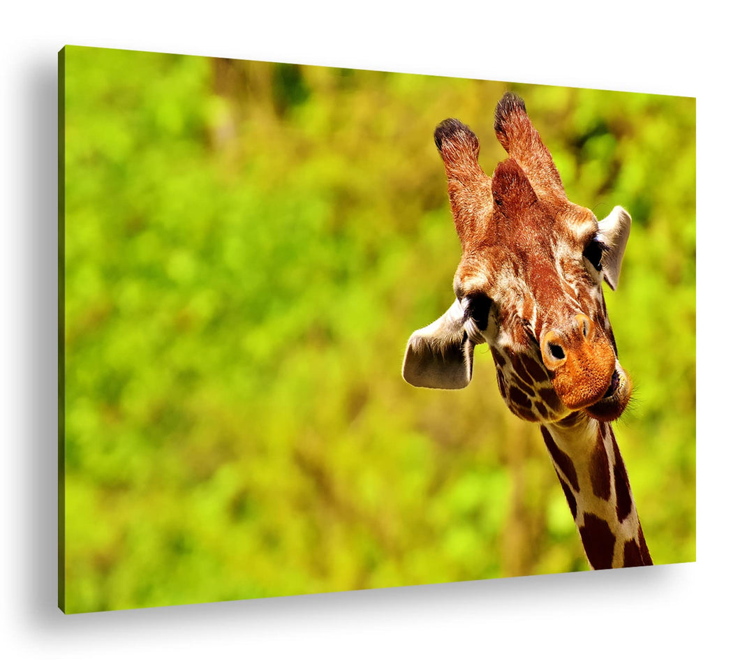 deyoli lustige Giraffe Format: 60x40 cm als Leinwandbild, Motiv fertig gerahmt auf Echtholzrahmen, H