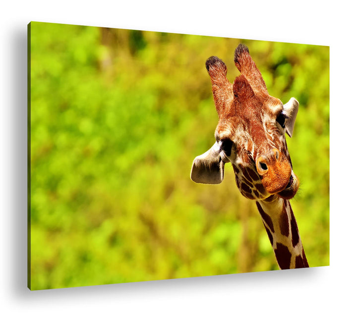 deyoli lustige Giraffe Format: 60x40 cm als Leinwandbild, Motiv fertig gerahmt auf Echtholzrahmen, H