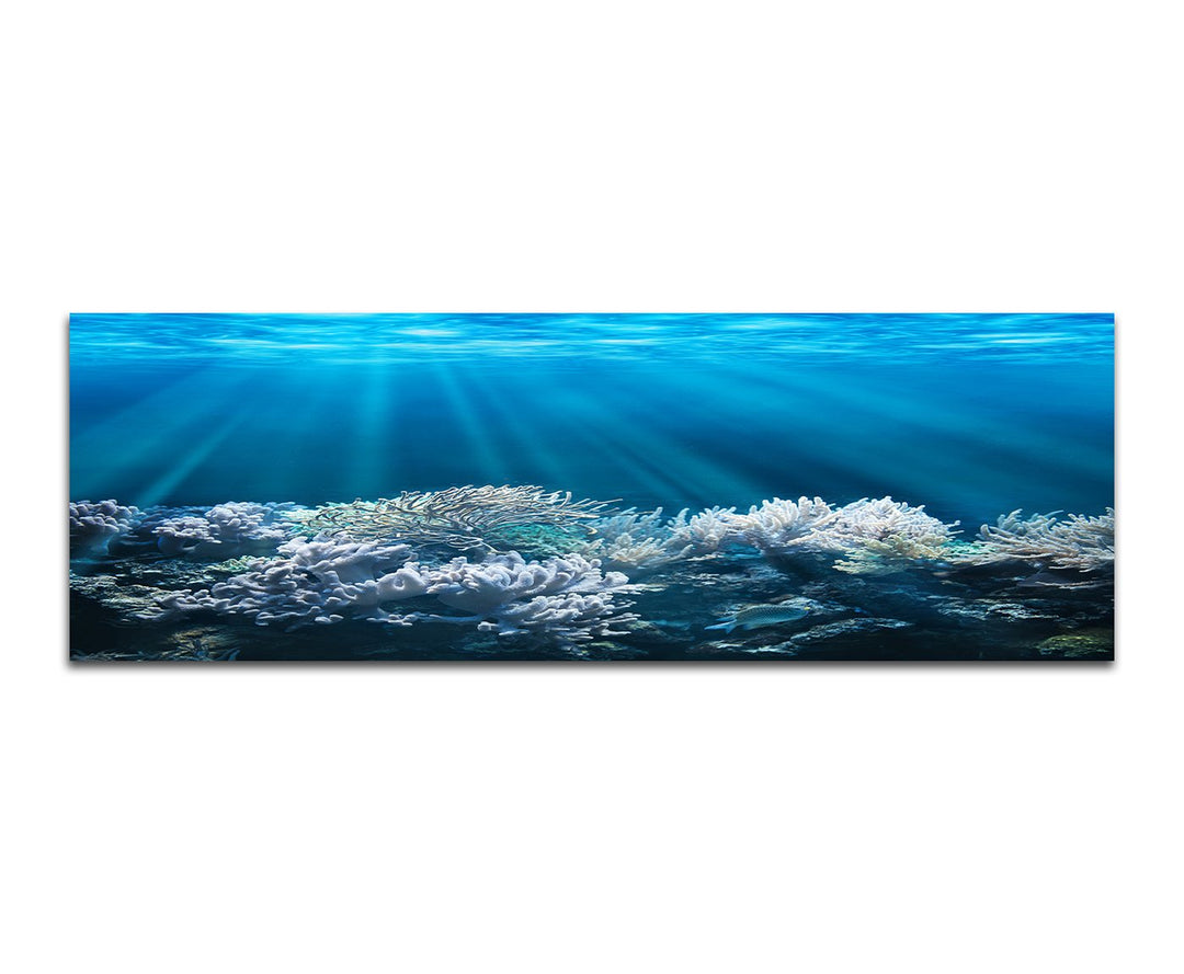 Paul Sinus Art Panoramabild auf Leinwand und Keilrahmen 150x50cm Meer Unterwasser Korallen Sonnenstr