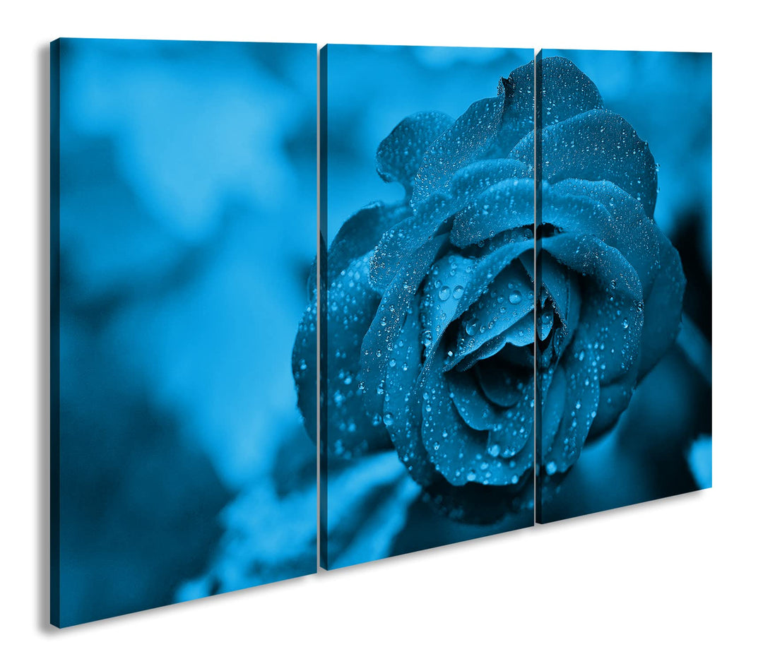 beeindruckende Blaue Rose Effekt: Zeichnung Format: 3-teilig 120x80, Motiv fertig gerahmt auf Echtho