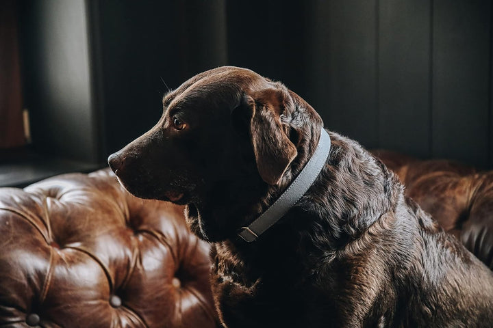 Kentucky Dogwear Loop Hundehalsband, Grösse:S, Farbe:grau S Grau, S Grau