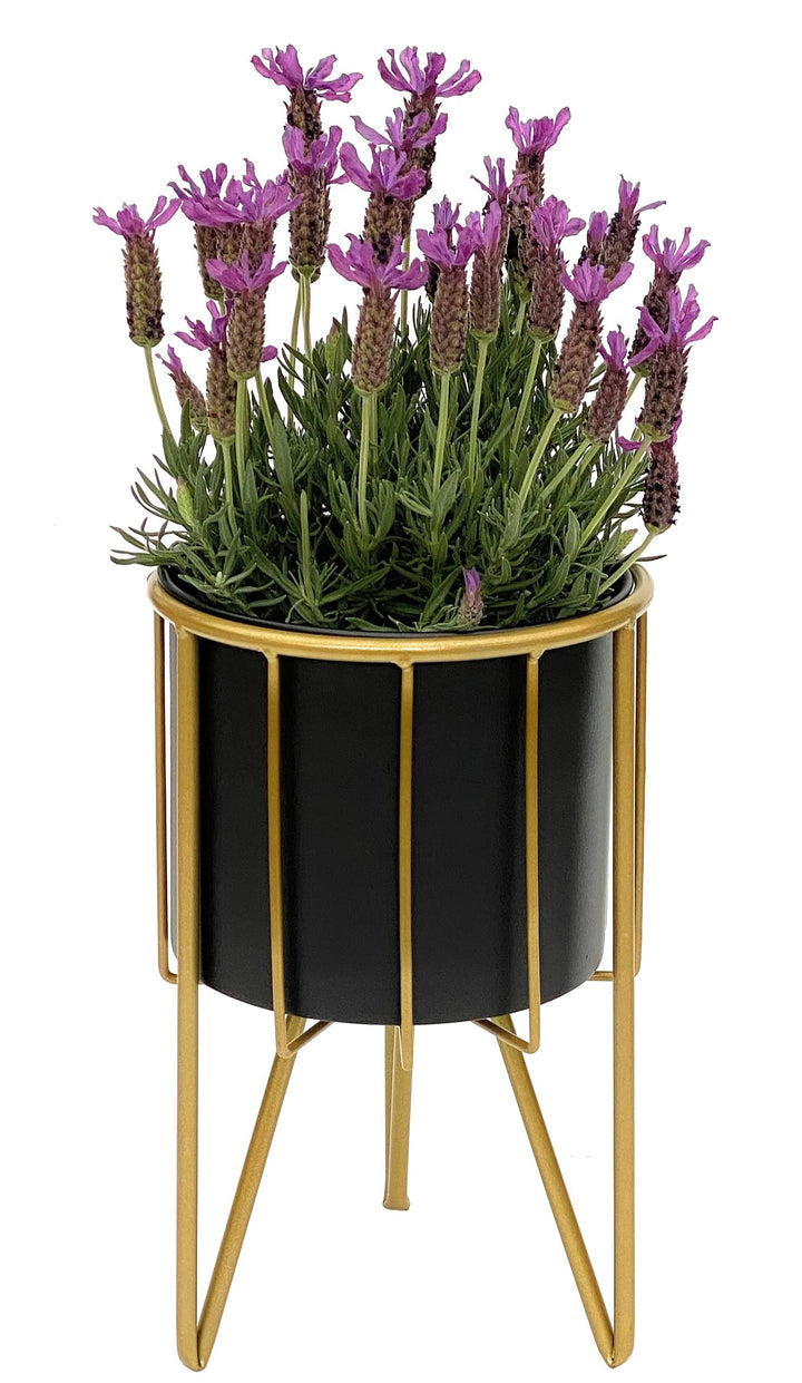 DanDiBo Blumenhocker mit Topf Metall Gold Schwarz Rund S 32 cm Blumenständer 96039 Blumensäule Moder