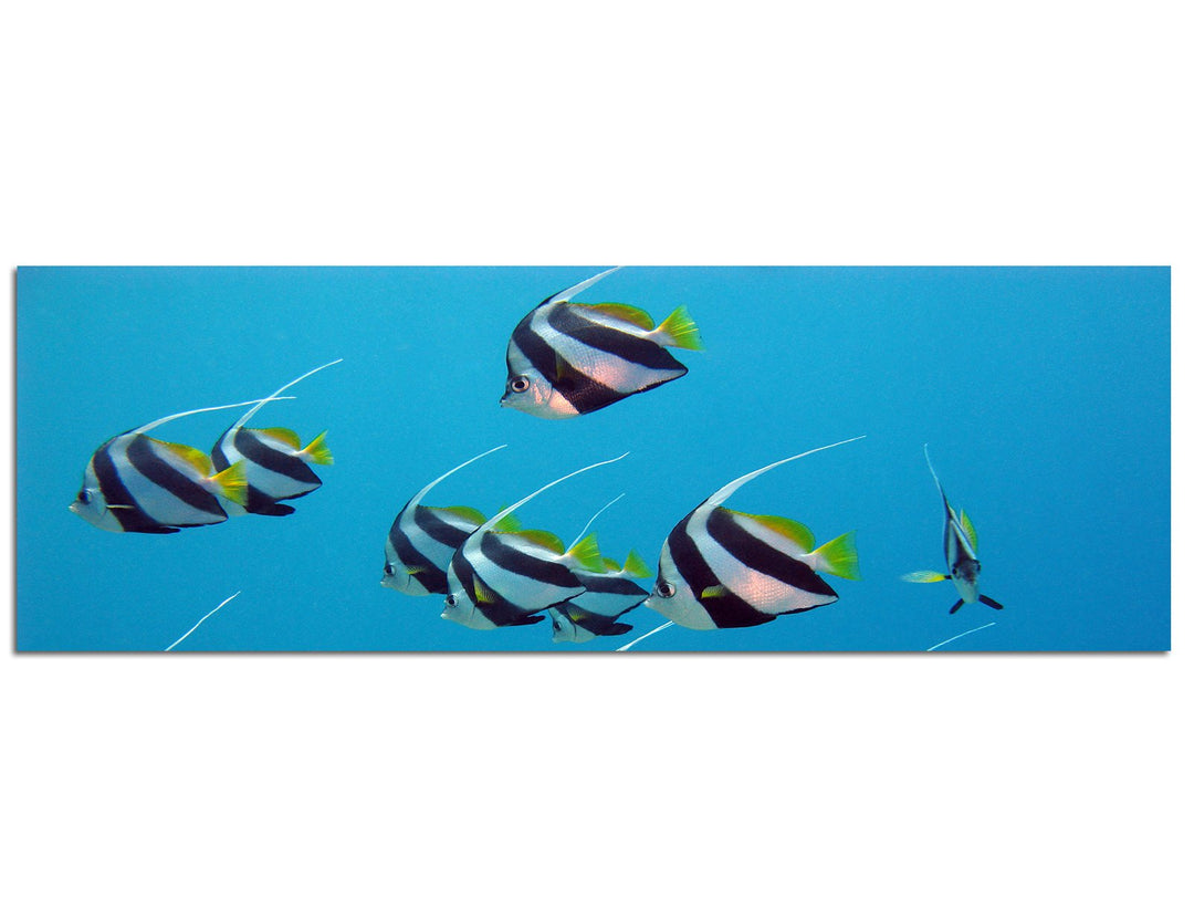 Paul Sinus Art Panoramabild auf Leinwand und Keilrahmen 150x50cm Rotes Meer Unterwasser Fische exoti