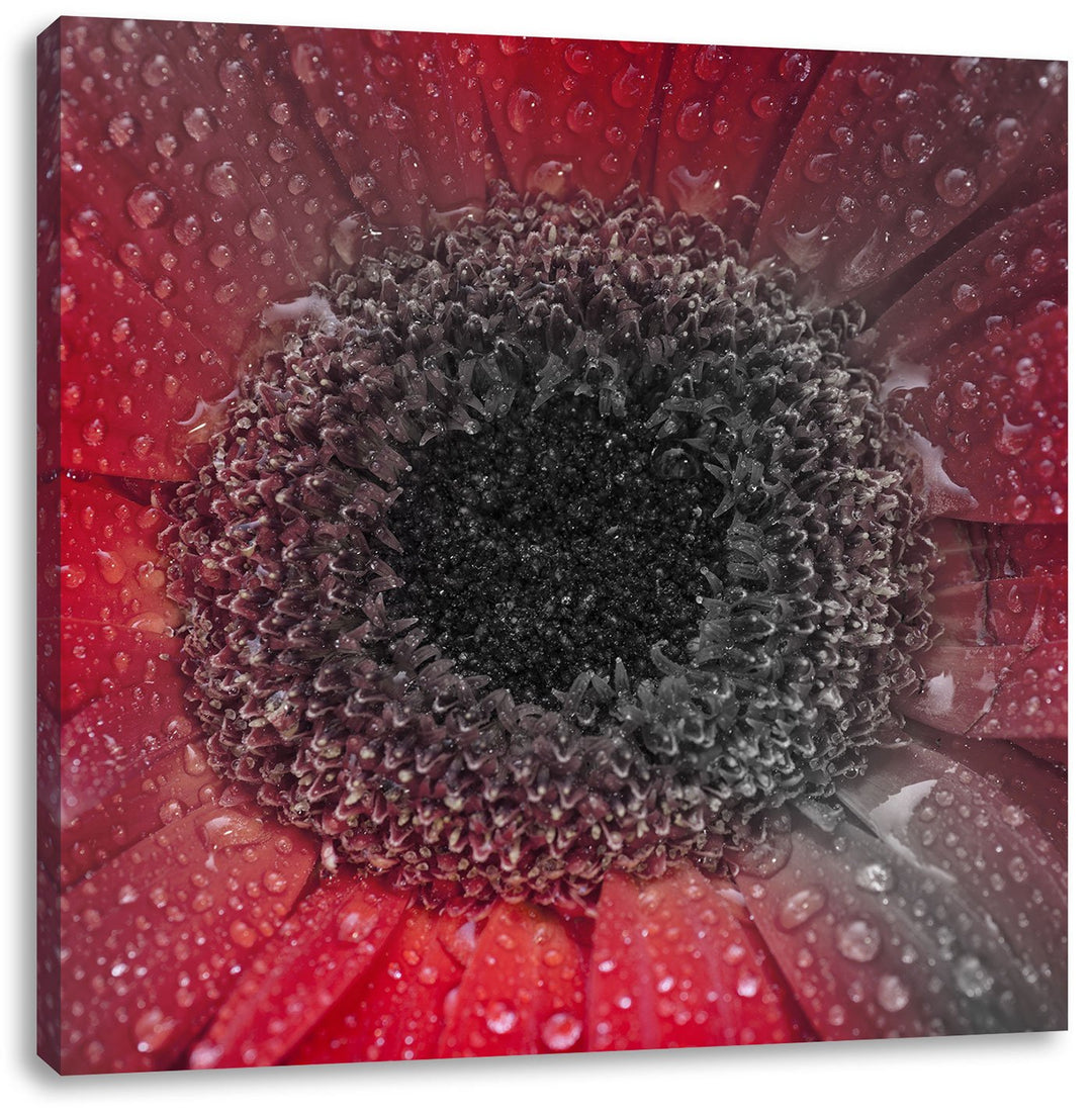 Pixxprint Rote Gerbera mit Wassertropfen als Leinwandbild/Grösse: 70x70 cm/Wandbild/Kunstdruck/ferti