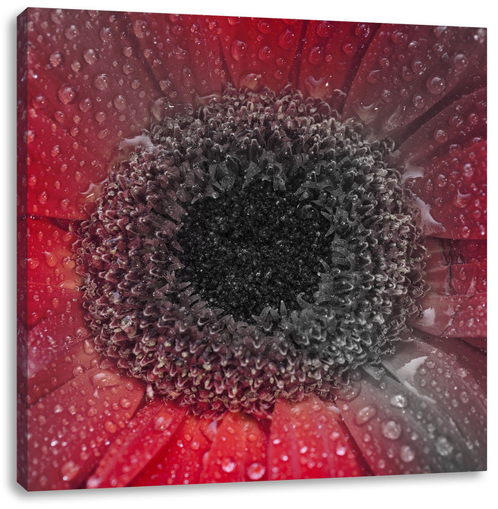 Pixxprint Rote Gerbera mit Wassertropfen als Leinwandbild/Grösse: 70x70 cm/Wandbild/Kunstdruck/ferti