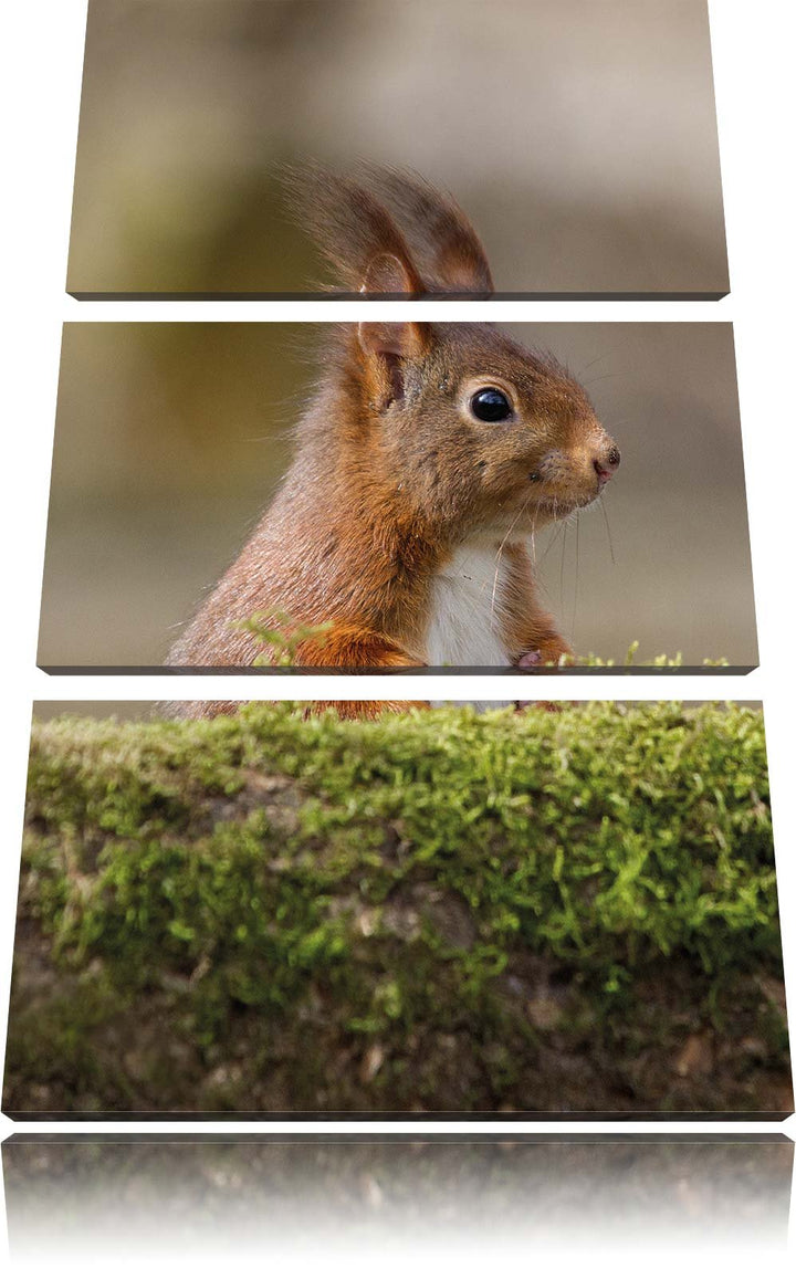 Pixxprint Eichhörnchen hinter Baumstamm als Leinwandbild/Grösse: 3 Teilig (120x80) cm/Wandbild/Kunst