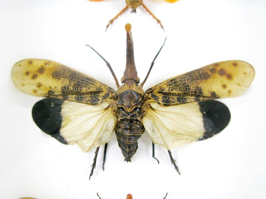 Echte exotische riesige Käfer, Insekten und Krabbler im Schaukasten - Insekten - Taxidermie (3x Pyro