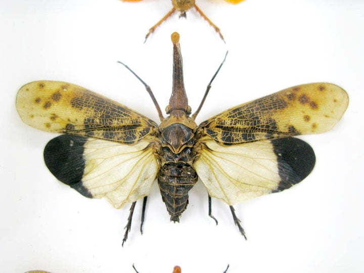 Echte exotische riesige Käfer, Insekten und Krabbler im Schaukasten - Insekten - Taxidermie (3x Pyro