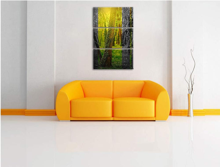 Efeuranken wachsen an Bäumen schwarz/weiss 3-Teiler Leinwandbild 120x80 Bild auf Leinwand, XXL riesi