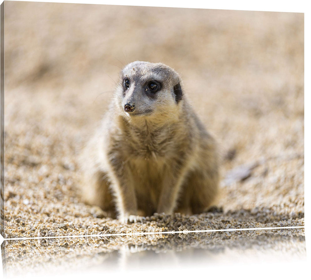 Pixxprint schüchternes Erdmännchen auf Leinwand, XXL riesige Bilder fertig gerahmt mit Keilrahmen, K